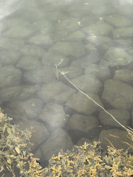 Crab at the southwest side of the Stavenisse Harbour