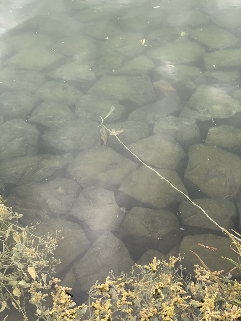 Crab at the southwest side of the Stavenisse Harbour