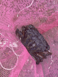 stavenisse_6_086 - 395 kb - 768x1024 - Crab at the southwest side of the Stavenisse Harbour Crab at the southwest side of the Stavenisse Harbour