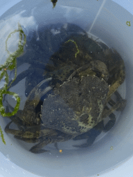 Bucket with crabs at the southwest side of the Stavenisse Harbour