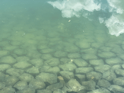 Fishes at the southwest side of the Stavenisse Harbour