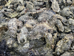 Oysters and other seashells at the beach near the Dijkweg road