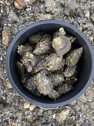Bucket with Oysters at the beach near the Dijkweg road