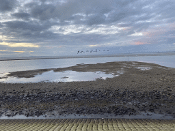 Birds flying over the beach near the Dijkweg road