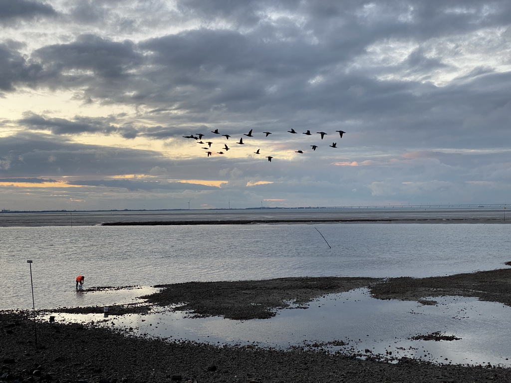 Birds flying over the beach near the Dijkweg road