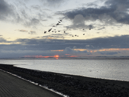 Birds flying over the beach near the Dijkweg road