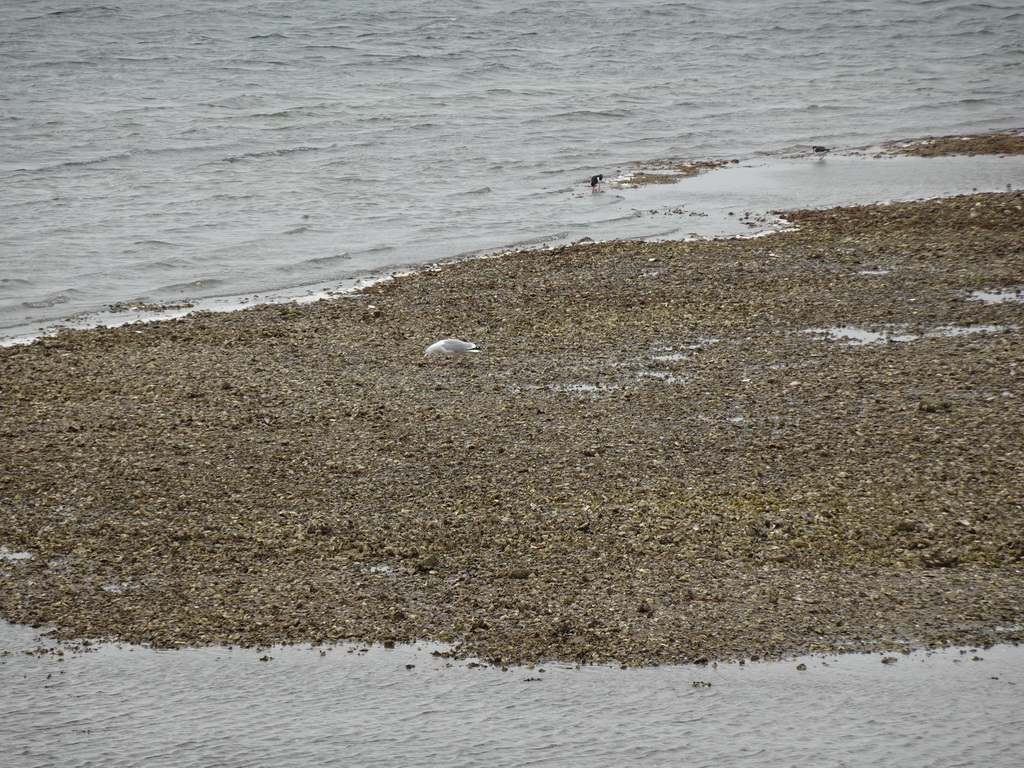 Seagull at the beach near the Dijkweg road