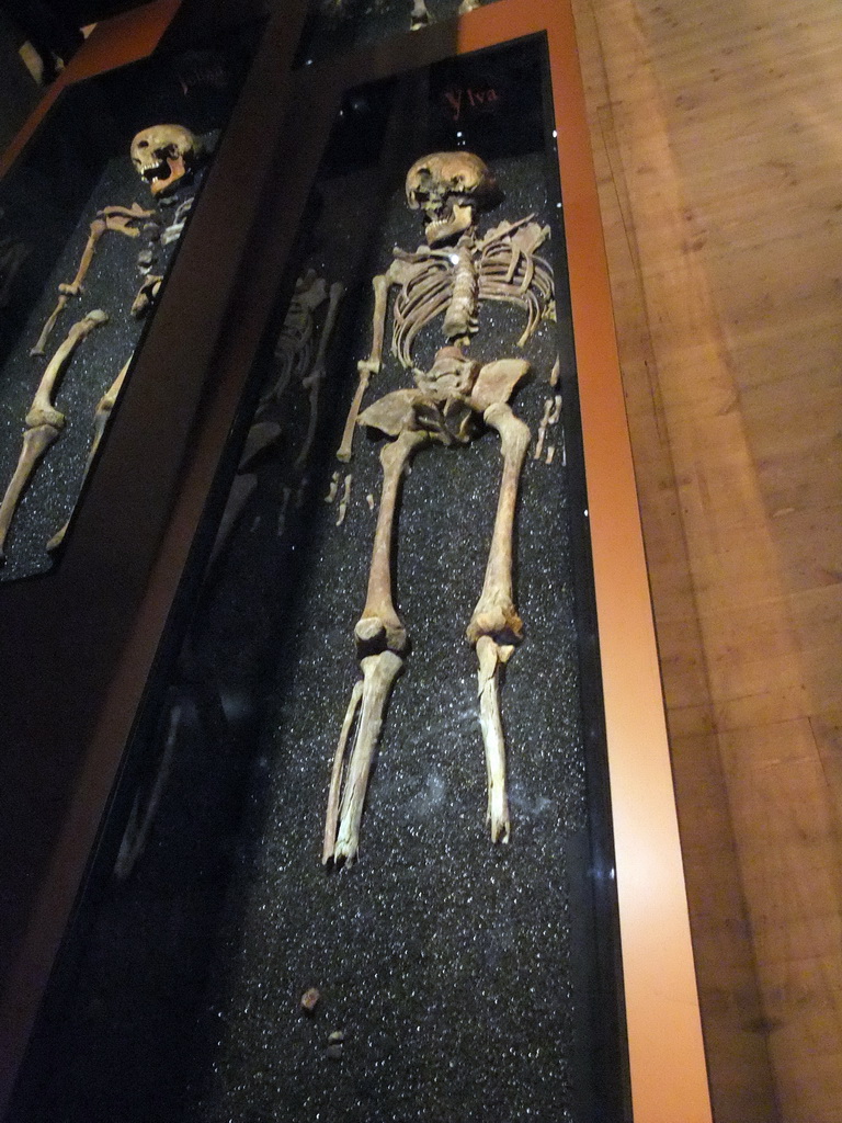 Skeletons of people onboard the Vasa ship, in the Vasa Museum