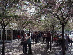 Cherry blossom in the King`s Garden