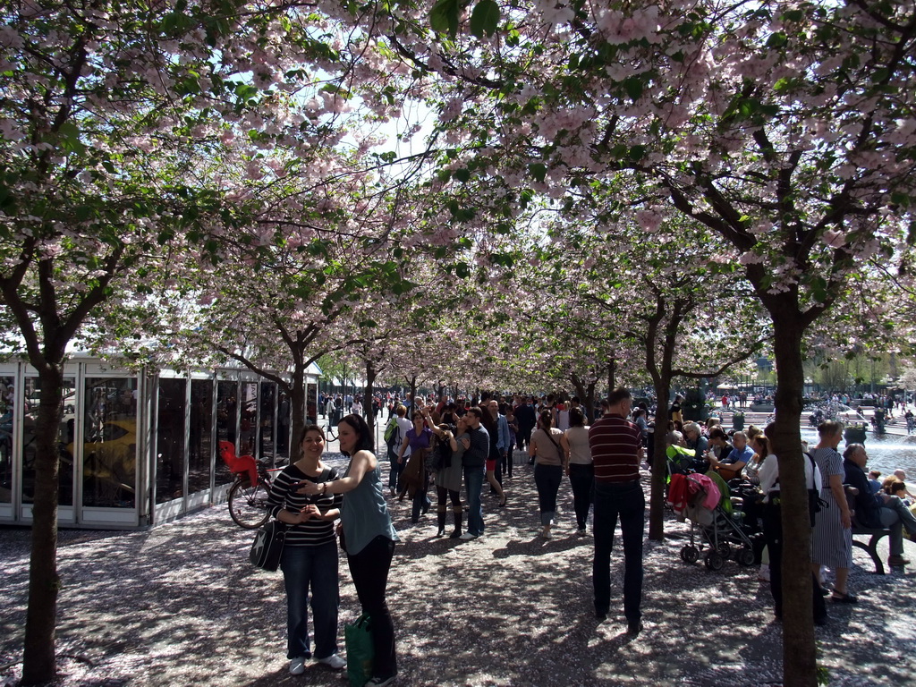 Cherry blossom in the King`s Garden