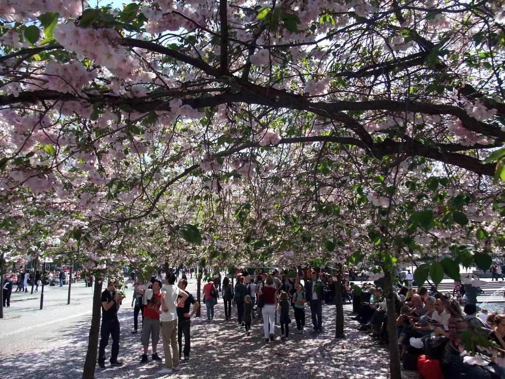 Cherry blossom in the King`s Garden