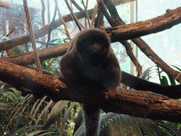 Black Howler Monkey in the Skansen open air museum