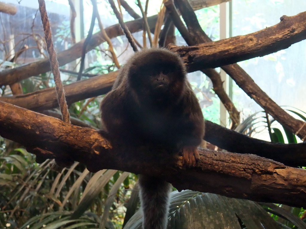 Black Howler Monkey in the Skansen open air museum