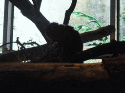 Black Howler Monkey in the Skansen open air museum