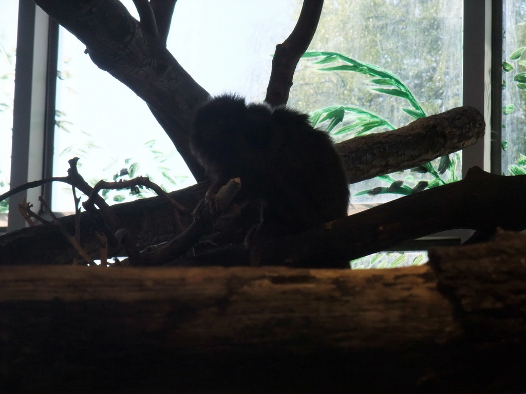 Black Howler Monkey in the Skansen open air museum