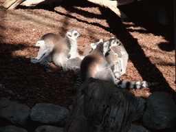 Ring-tailed Lemurs in the Skansen open air museum