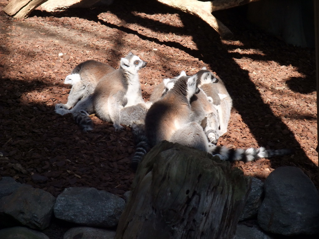 Ring-tailed Lemurs in the Skansen open air museum