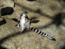 Ring-tailed Lemur in the Skansen open air museum