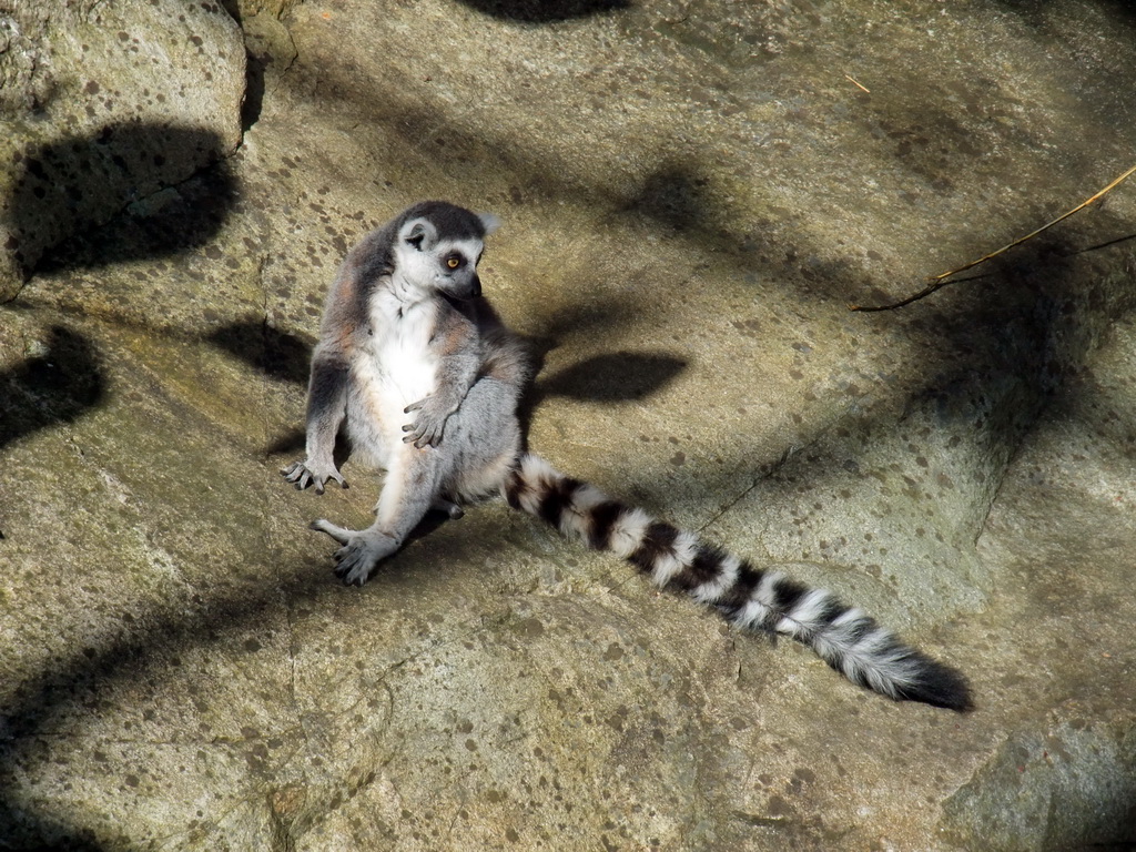 Ring-tailed Lemur in the Skansen open air museum