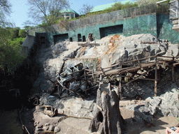 Baboons in the Skansen open air museum