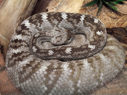 Snake in the Skansen open air museum