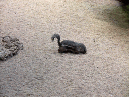 Chipmunk in the Skansen open air museum