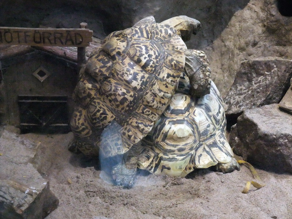 Turtles in the Skansen open air museum