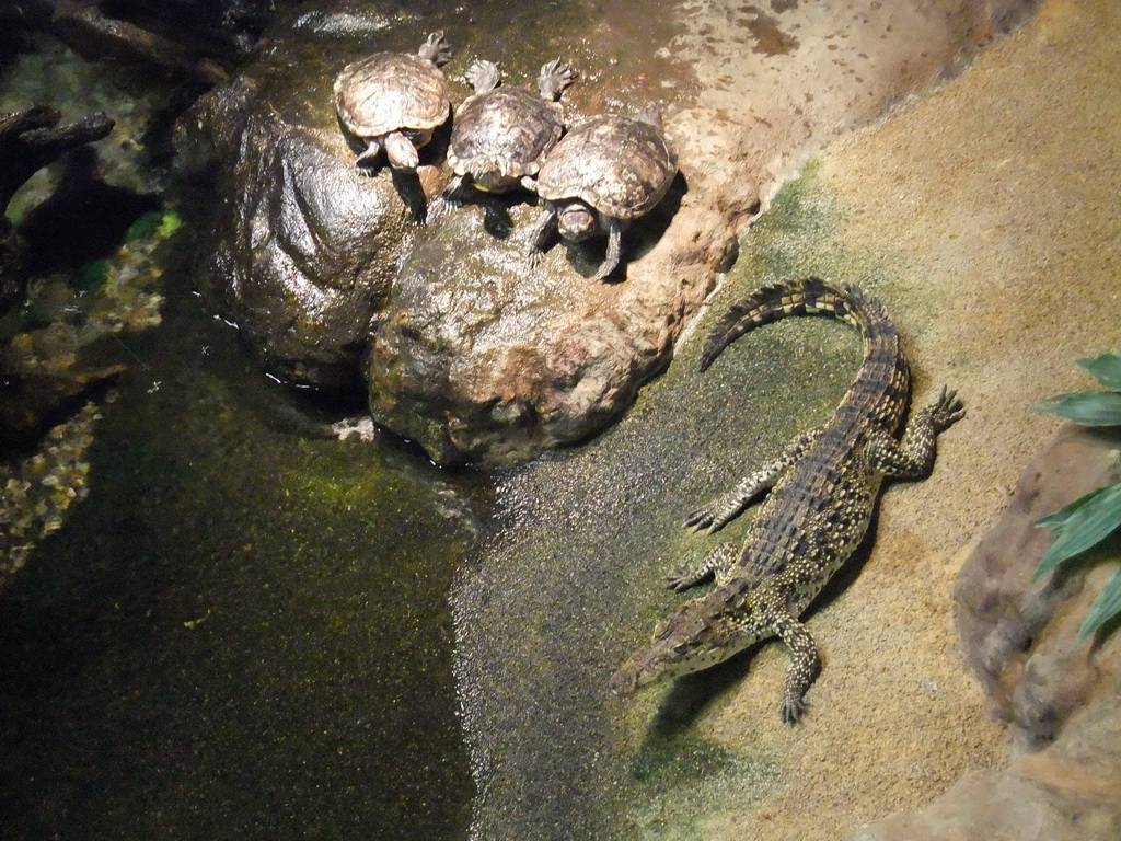 Turtles and crocodile in the Skansen open air museum