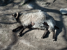 Sheep in the Skansen open air museum