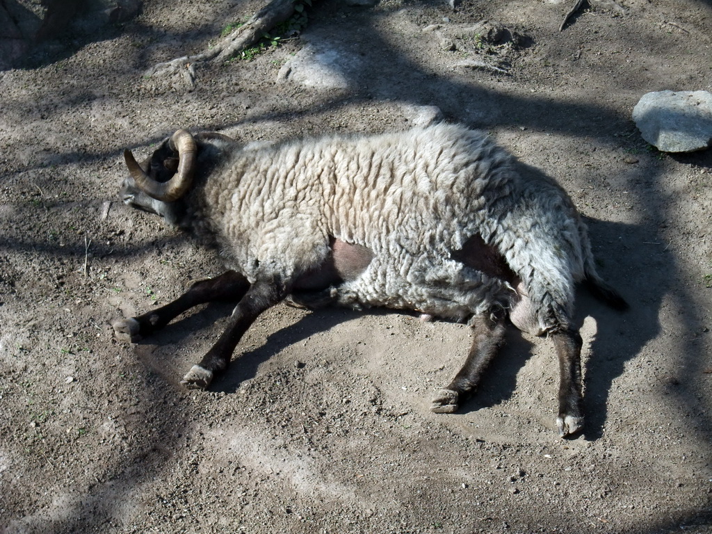 Sheep in the Skansen open air museum