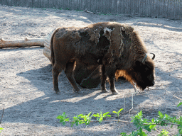 Bison in the Skansen open air museum