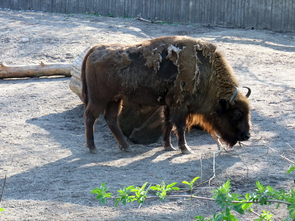 Bison in the Skansen open air museum