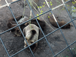 Brown bears in the Skansen open air museum