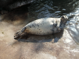 Seal in the Skansen open air museum
