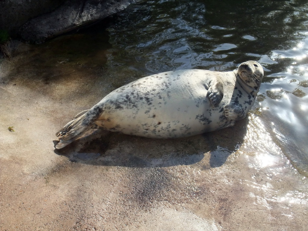 Seal in the Skansen open air museum