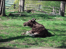 Reindeer in the Skansen open air museum