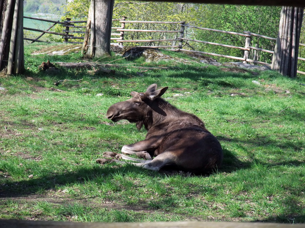 Reindeer in the Skansen open air museum