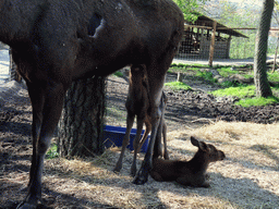 Reindeer in the Skansen open air museum