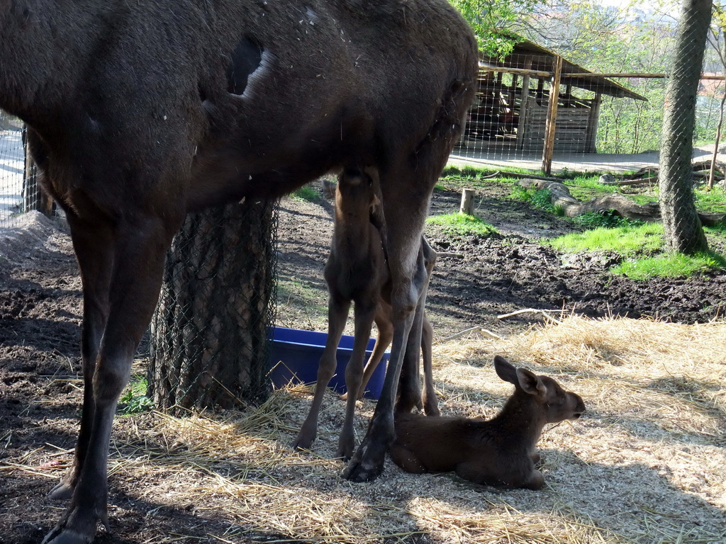 Reindeer in the Skansen open air museum