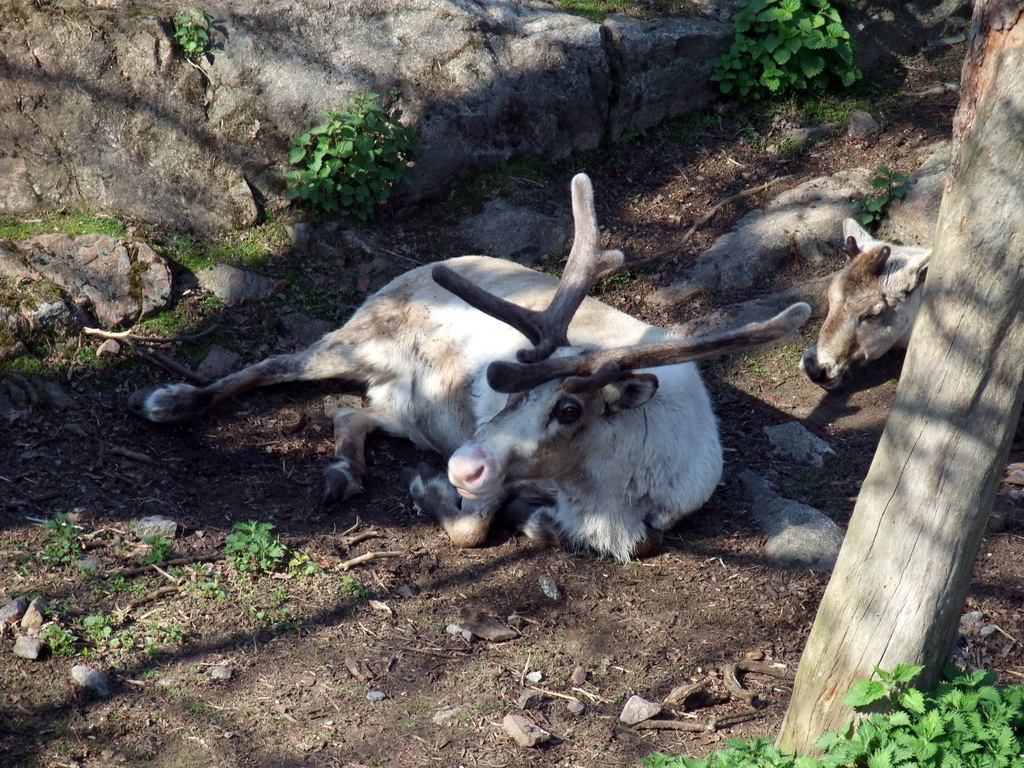 Reindeer in the Skansen open air museum