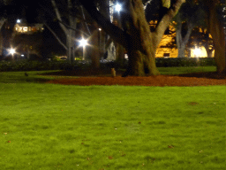 Possum under a tree at Hyde Park, by night