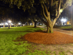 Possum in a tree at Hyde Park, by night