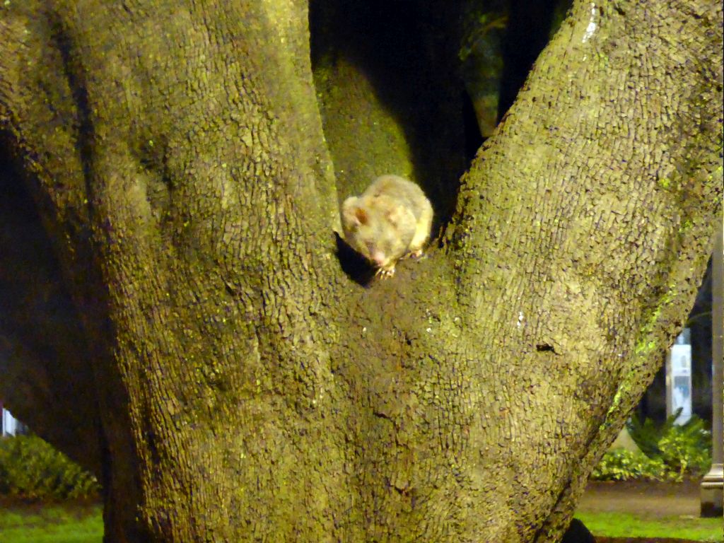 Possum in a tree at Hyde Park, by night