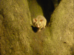 Possum in a tree at Hyde Park, by night