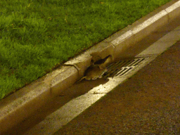 Rat on the street at Hyde Park, by night