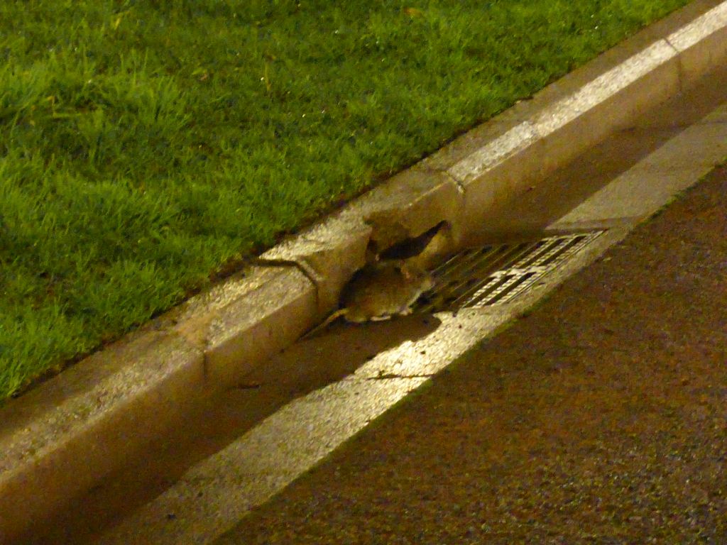 Rat on the street at Hyde Park, by night