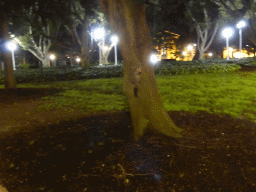 Possum in a tree at Hyde Park, by night
