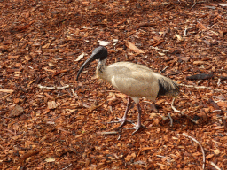Australian White Ibis at Belmore Park