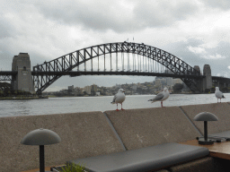 Seagalls at the Lower Concourse of the Sydney Opera House, with a view on the Sydney Cove and the Sydney Harbour Bridge