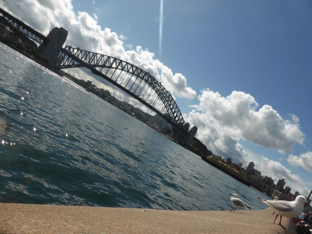 Seagalls at the Lower Concourse of the Sydney Opera House, with a view on the Sydney Cove and the Sydney Harbour Bridge